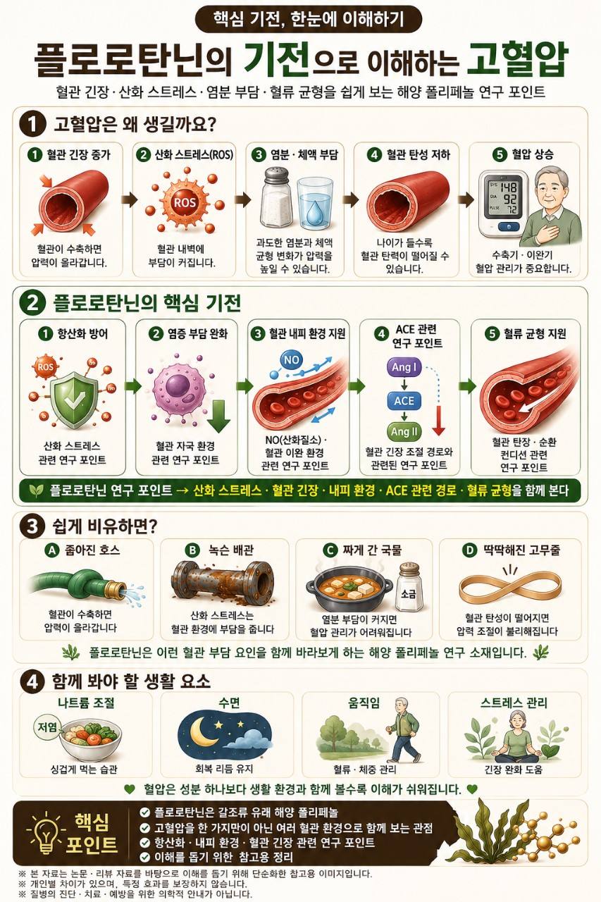 플로로탄닌 혈압 연구를 혈관 긴장, 산화 스트레스, 염증, ACE 경로로 구분한 인포그래픽